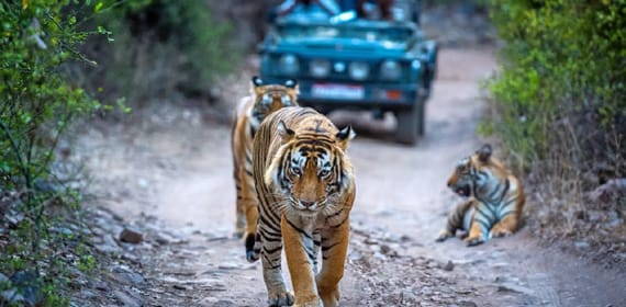 Ranthambore National Park